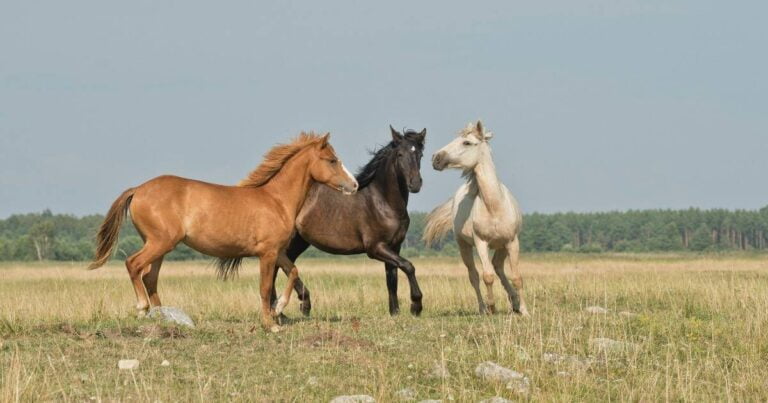 As 10 raças de cavalos mais populares do Brasil
