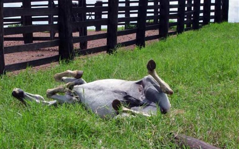 Entendendo a Síndrome da Cólica Equina: Causas, Sintomas e Prevenção