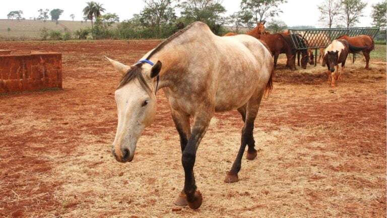 Mieloencefalite Protozoária Equina(Bambeira): Entendendo as Causas, Tratamentos e Prevenção