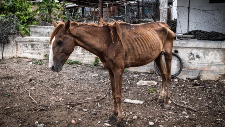 A Doença do Carrapato em Cavalos: Entendendo, Prevenindo e Tratando