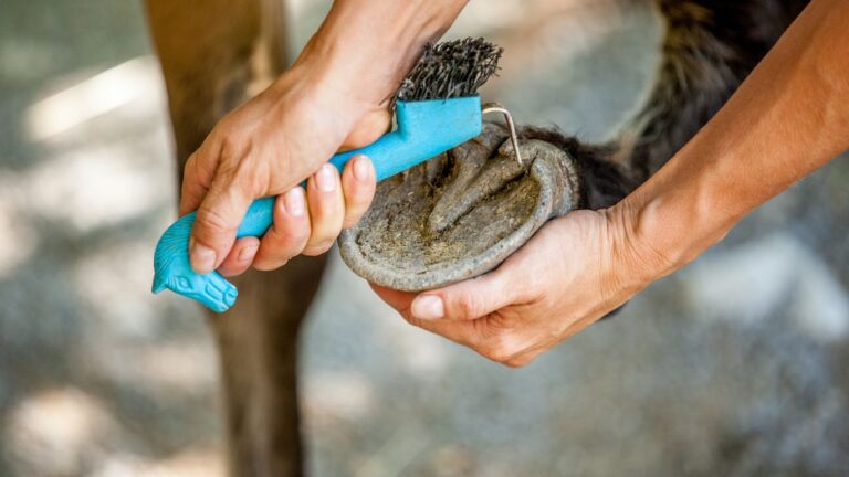 Cuidados Essenciais com os Cascos dos Cavalos: Garantindo Saúde e Desempenho