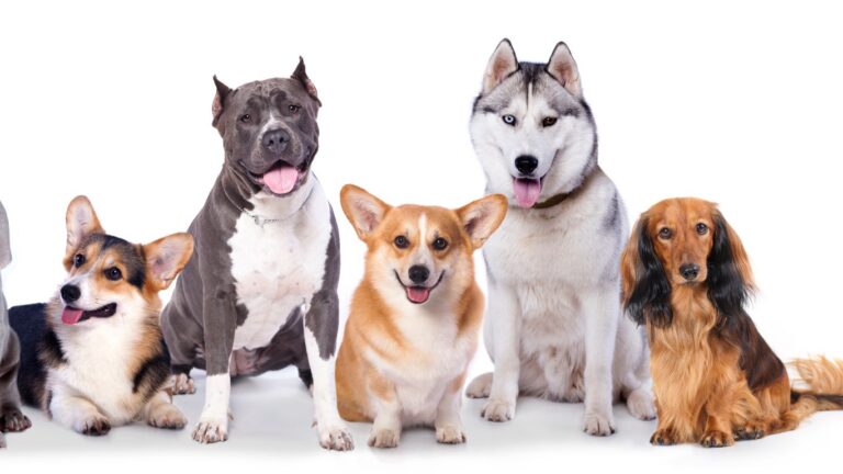 As 10 Raças mais populares de Cachorros.