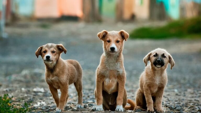 Cuidados Essenciais com Filhotes de Cães: Vacinas, Vermífugos e Mais