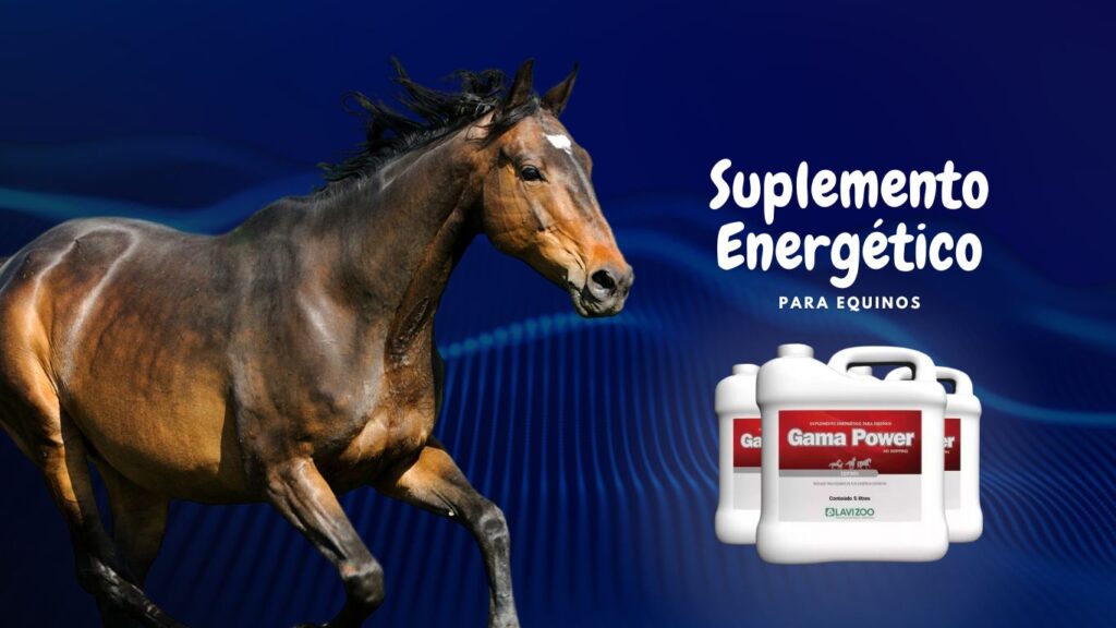Beneficios no uso do suplemento Gama Power Lavizoo para Equinos