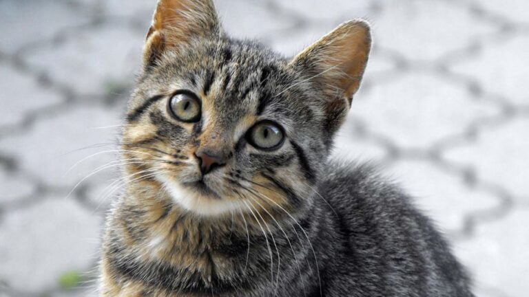Dicas para escolher um nome para seu gato.