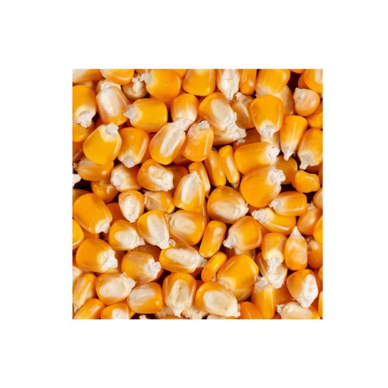 Milho em Grão 50Kg